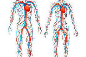 ザクロの心血管系への影響とそのメカニズム